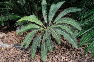 بومی هندوراس و نیکاراگوئه